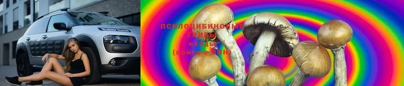 darknet наркотические препараты  Заозёрный  Галлюциногенные грибы Psilocybine cubensis 